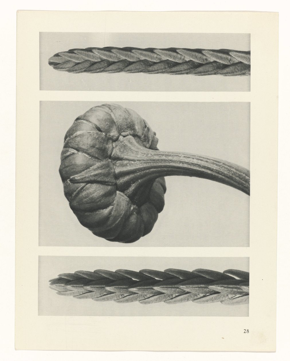 Studio di piante (serie Urformen der Kunst) da Karl Blossfeldt