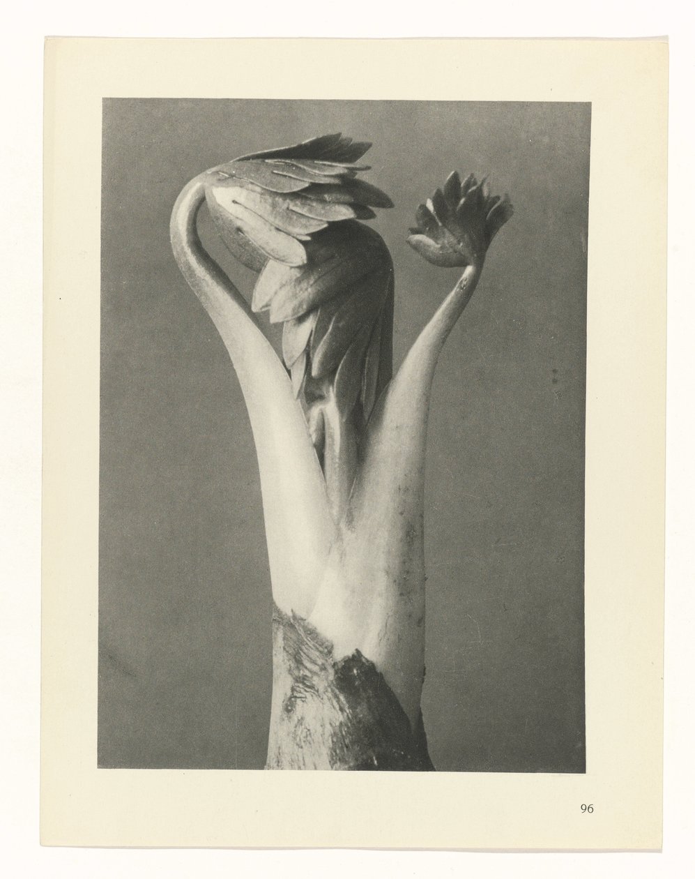 Studio di piante (serie Urformen der Kunst) da Karl Blossfeldt