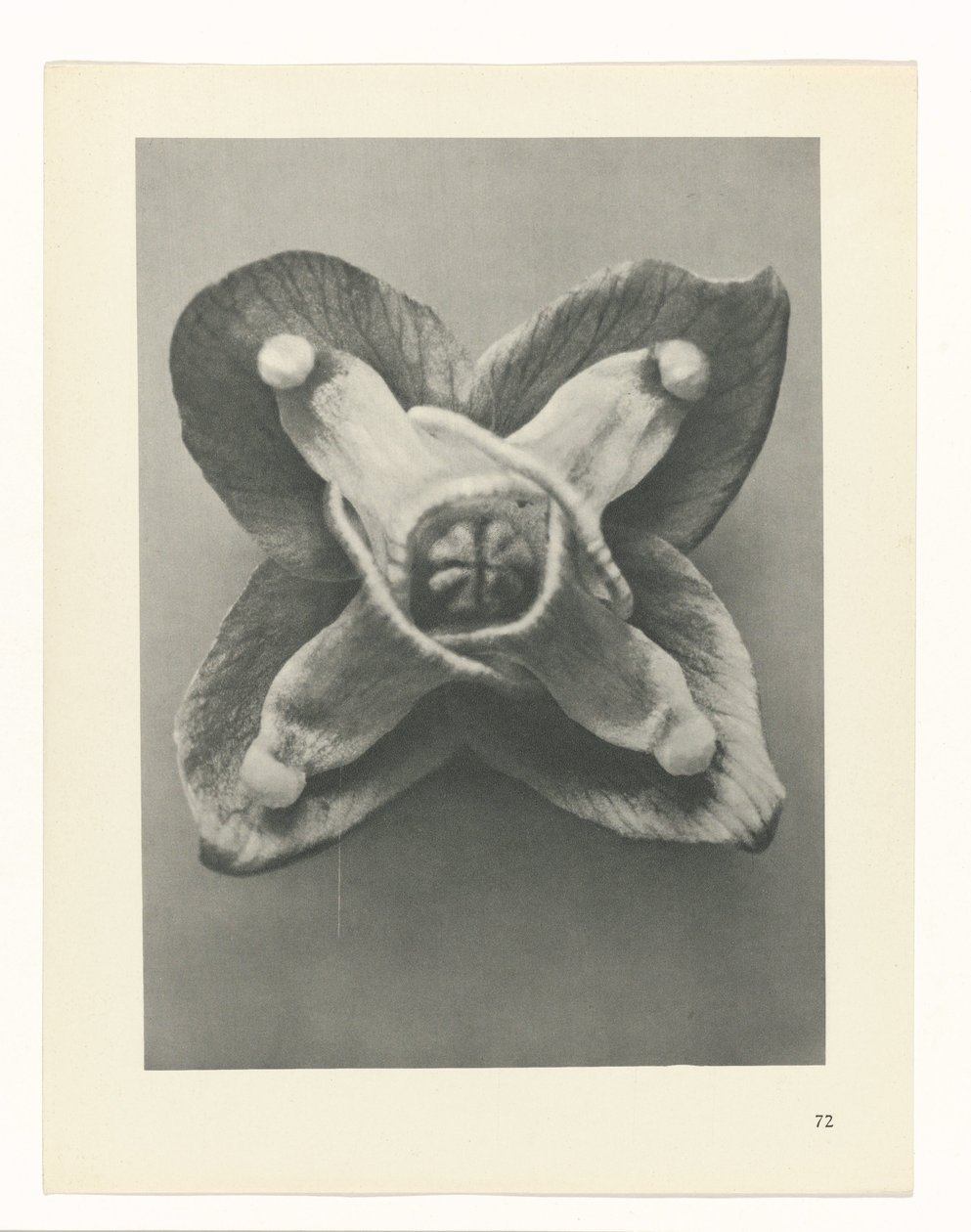 Studio di piante (serie Urformen der Kunst) da Karl Blossfeldt