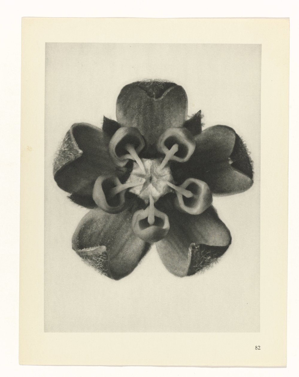 Studio di piante (serie Urformen der Kunst) da Karl Blossfeldt