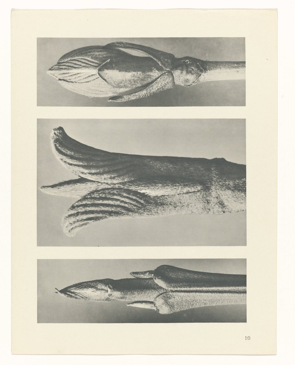 Studio di piante (serie Urformen der Kunst) da Karl Blossfeldt