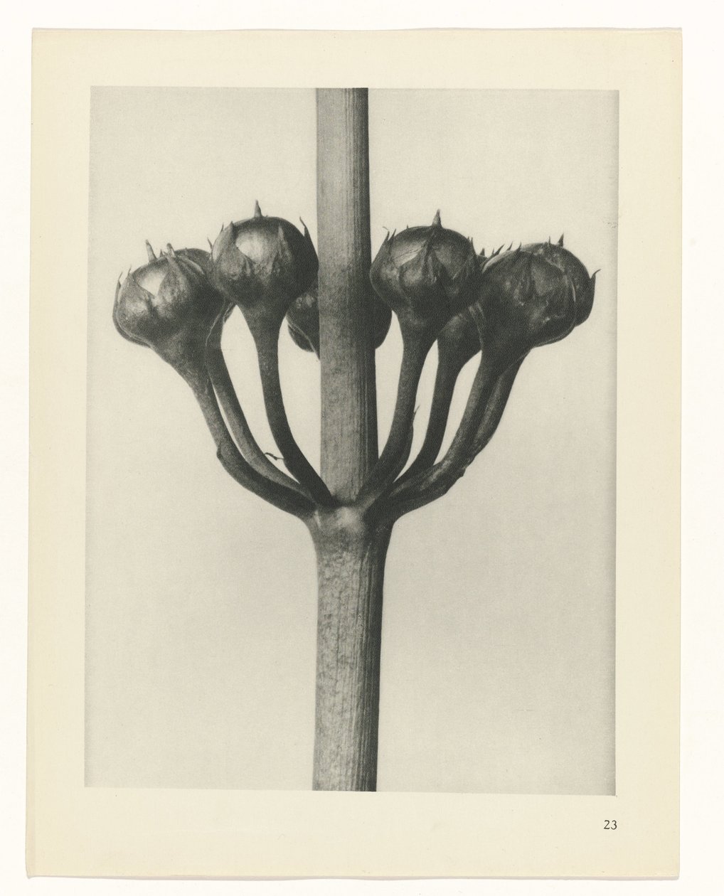 Studio di piante, Urformen der Kunst (titolo della serie) da Karl Blossfeldt