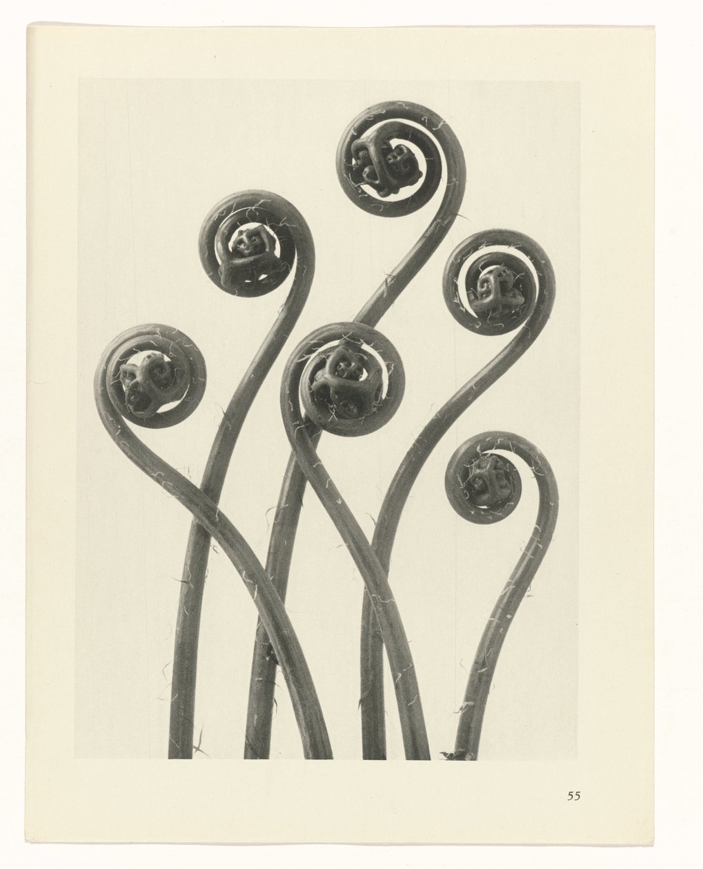 Studio di piante, Urformen der Kunst (titolo della serie) da Karl Blossfeldt