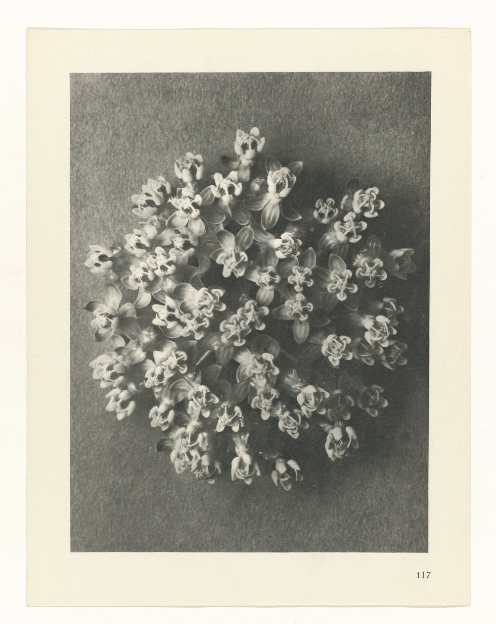 Studio di piante, Urformen der Kunst (titolo della serie) da Karl Blossfeldt