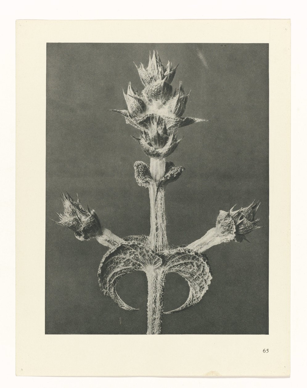 Studio di piante, Urformen der Kunst (titolo della serie) da Karl Blossfeldt