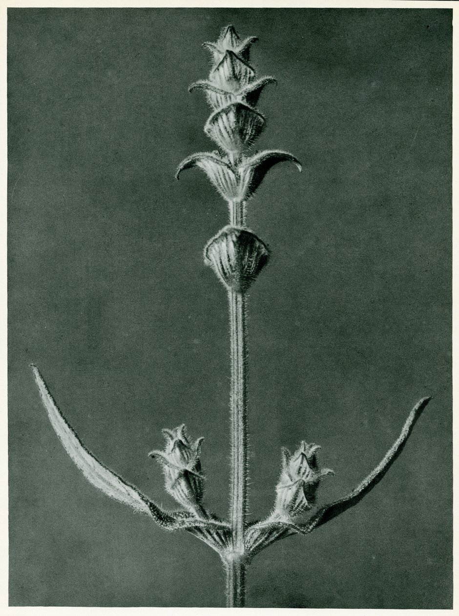 Salvia, 1929 da Karl Blossfeldt