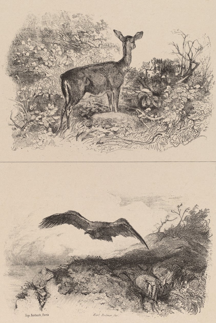 Cervo, Aquila da Karl Bodmer