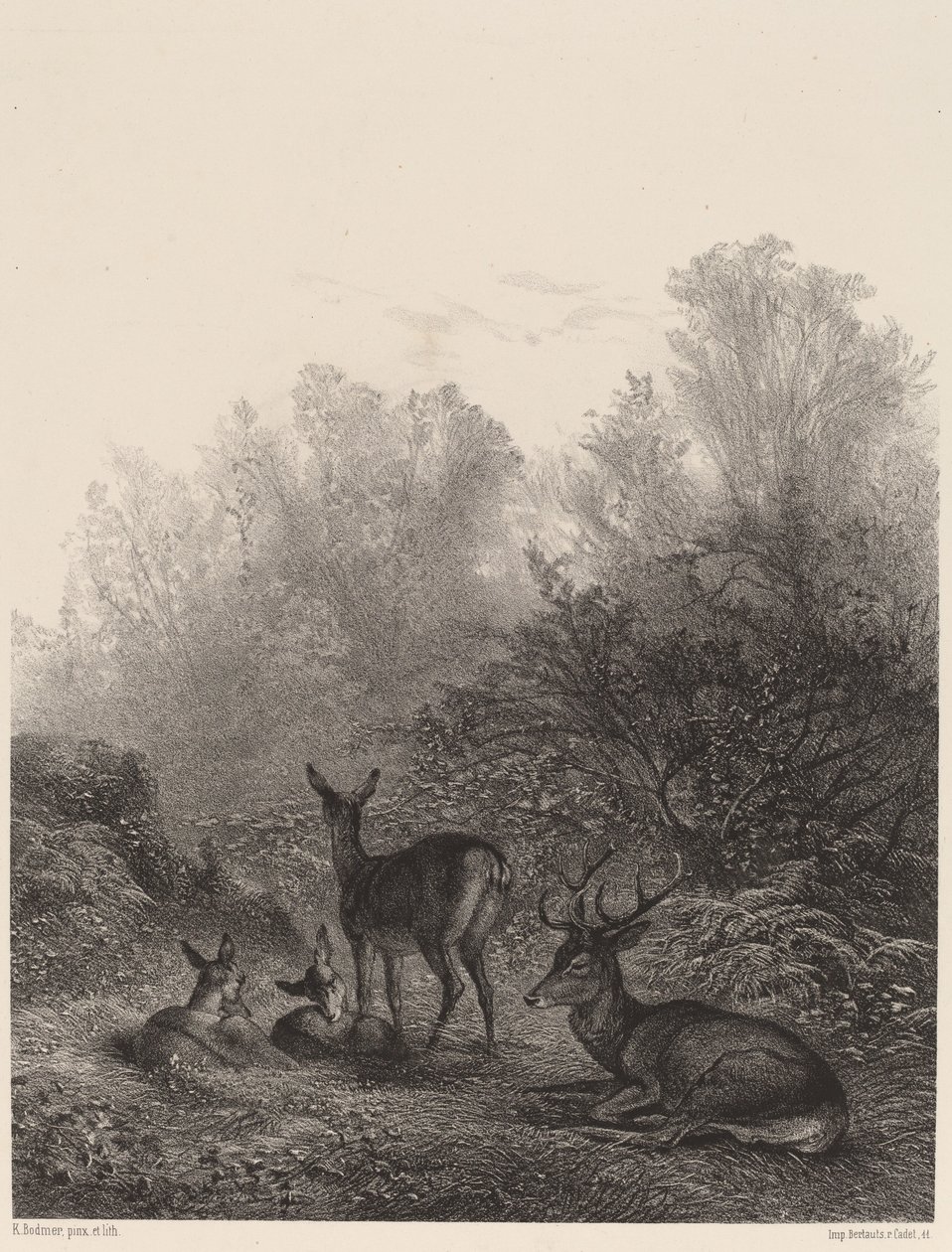 Cerbiatti a riposo da Karl Bodmer