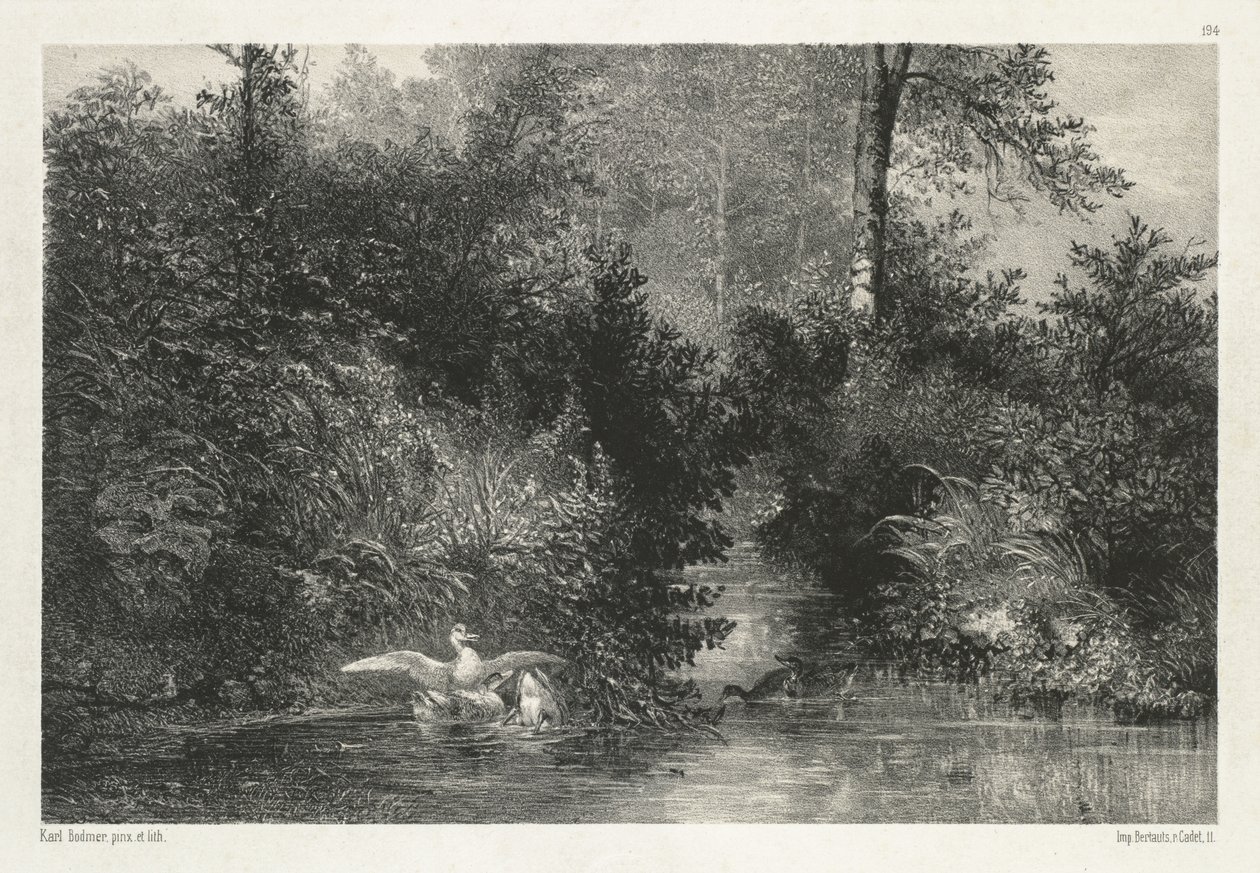 Anatre da Karl Bodmer