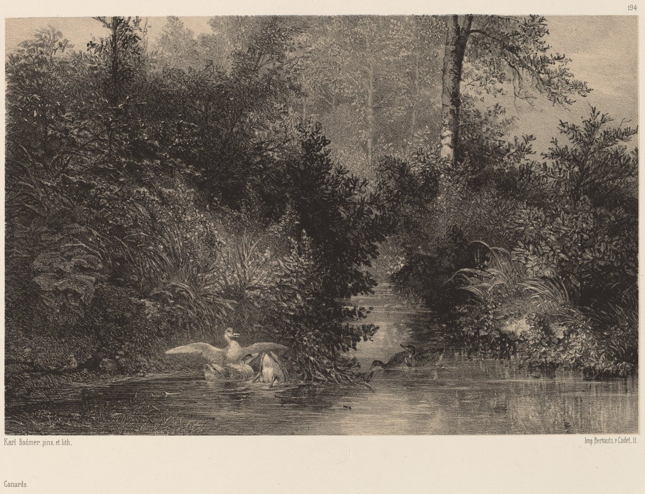 Anatre da Karl Bodmer