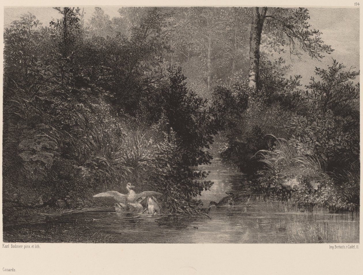 Anatre da Karl Bodmer
