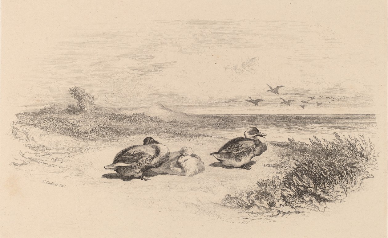 Anatre selvatiche da Karl Bodmer