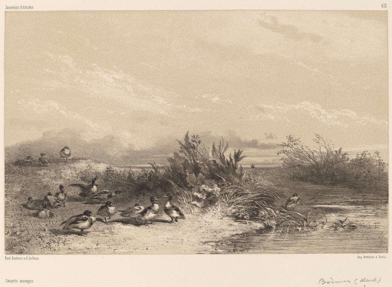 Anatre selvatiche da Karl Bodmer