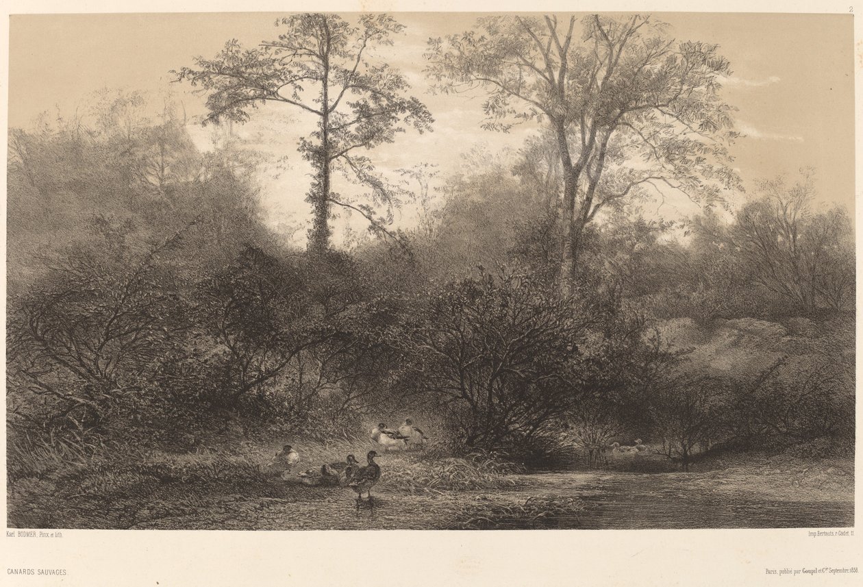 Anatre Selvatiche da Karl Bodmer