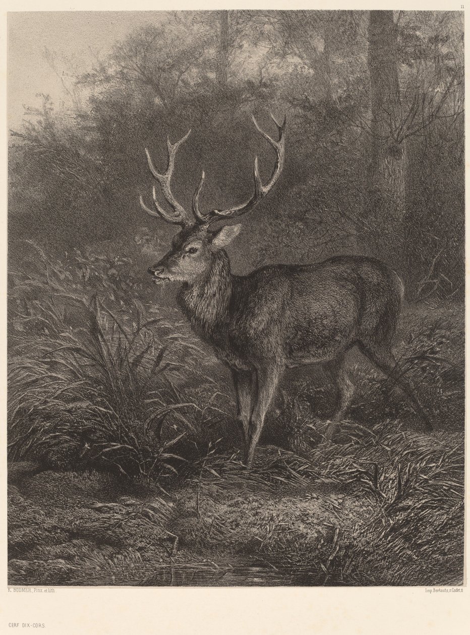Cervo a dieci corna da Karl Bodmer