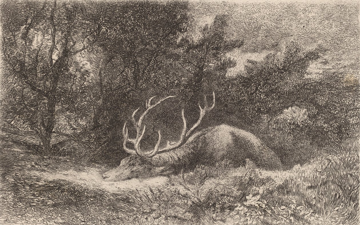 Cervo a riposo da Karl Bodmer