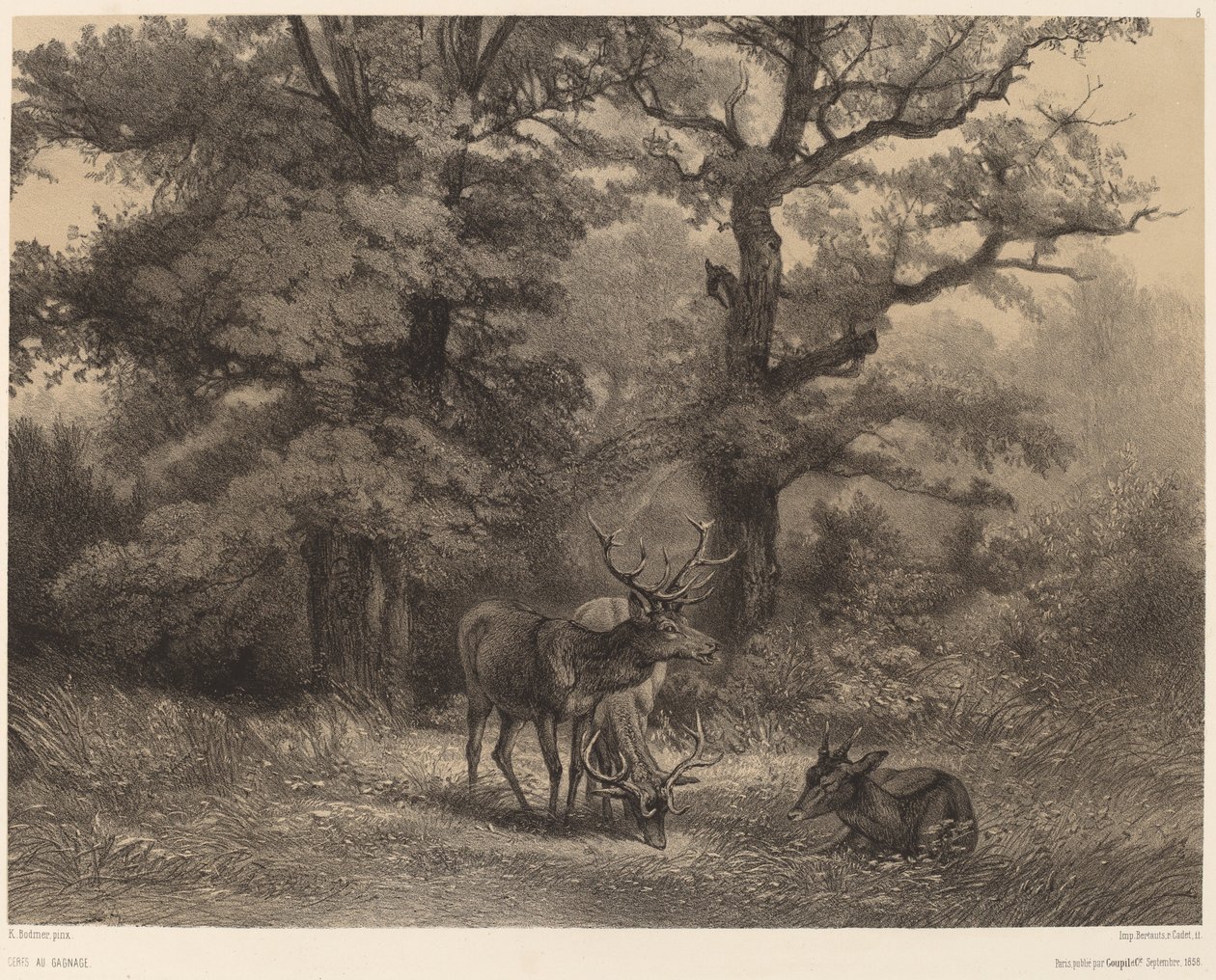 Cervi al pascolo da Karl Bodmer
