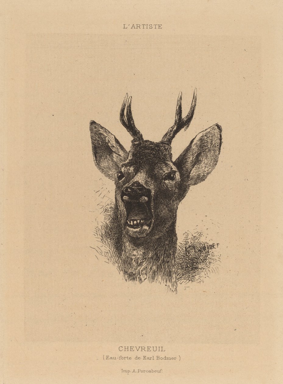 Capriolo da Karl Bodmer
