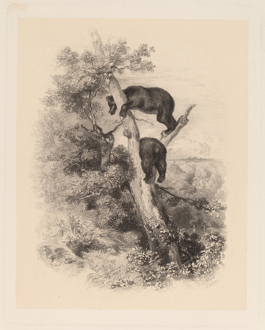 Due Orsi da Karl Bodmer