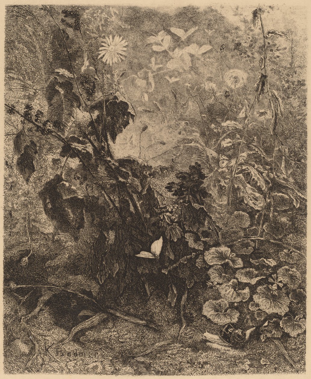 Lumache e farfalle da Karl Bodmer