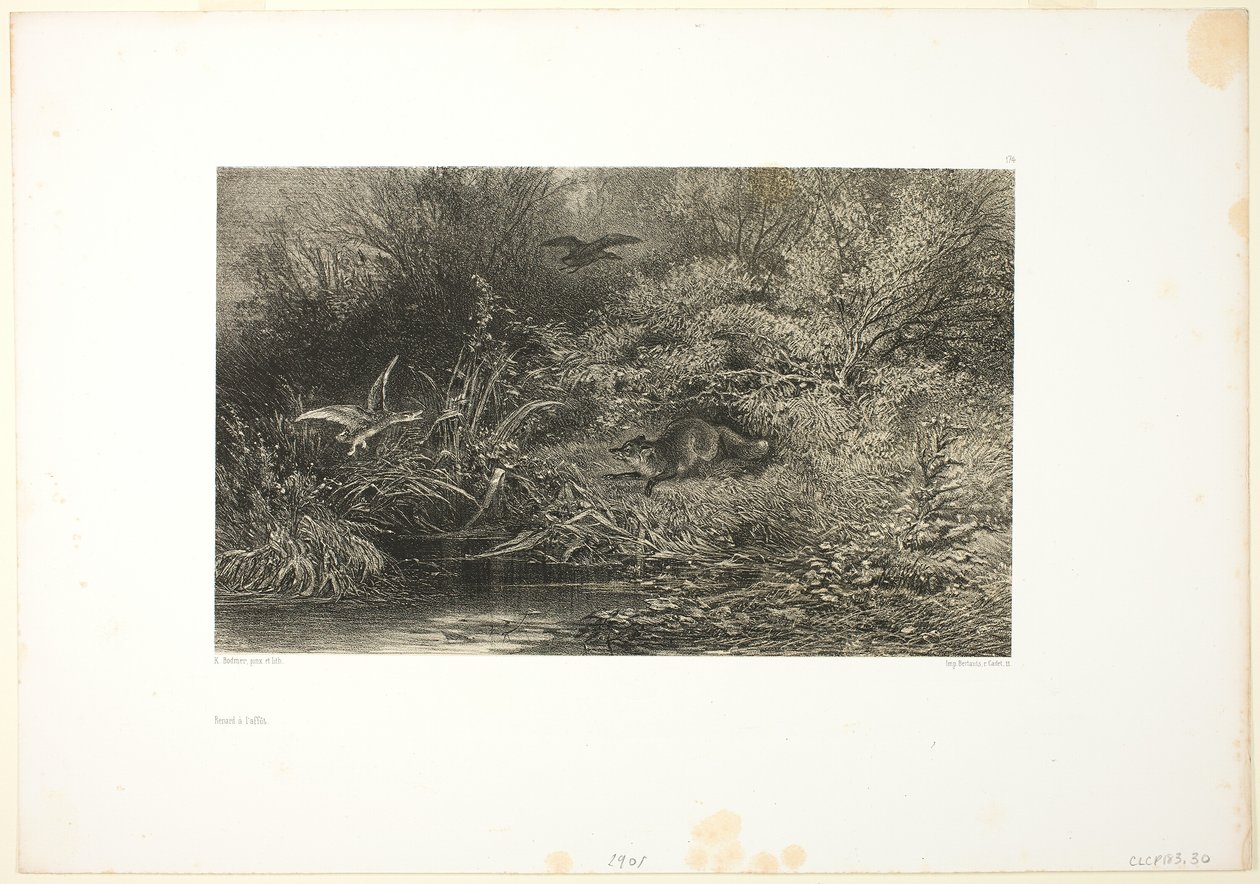 Volpe in agguato da Karl Bodmer