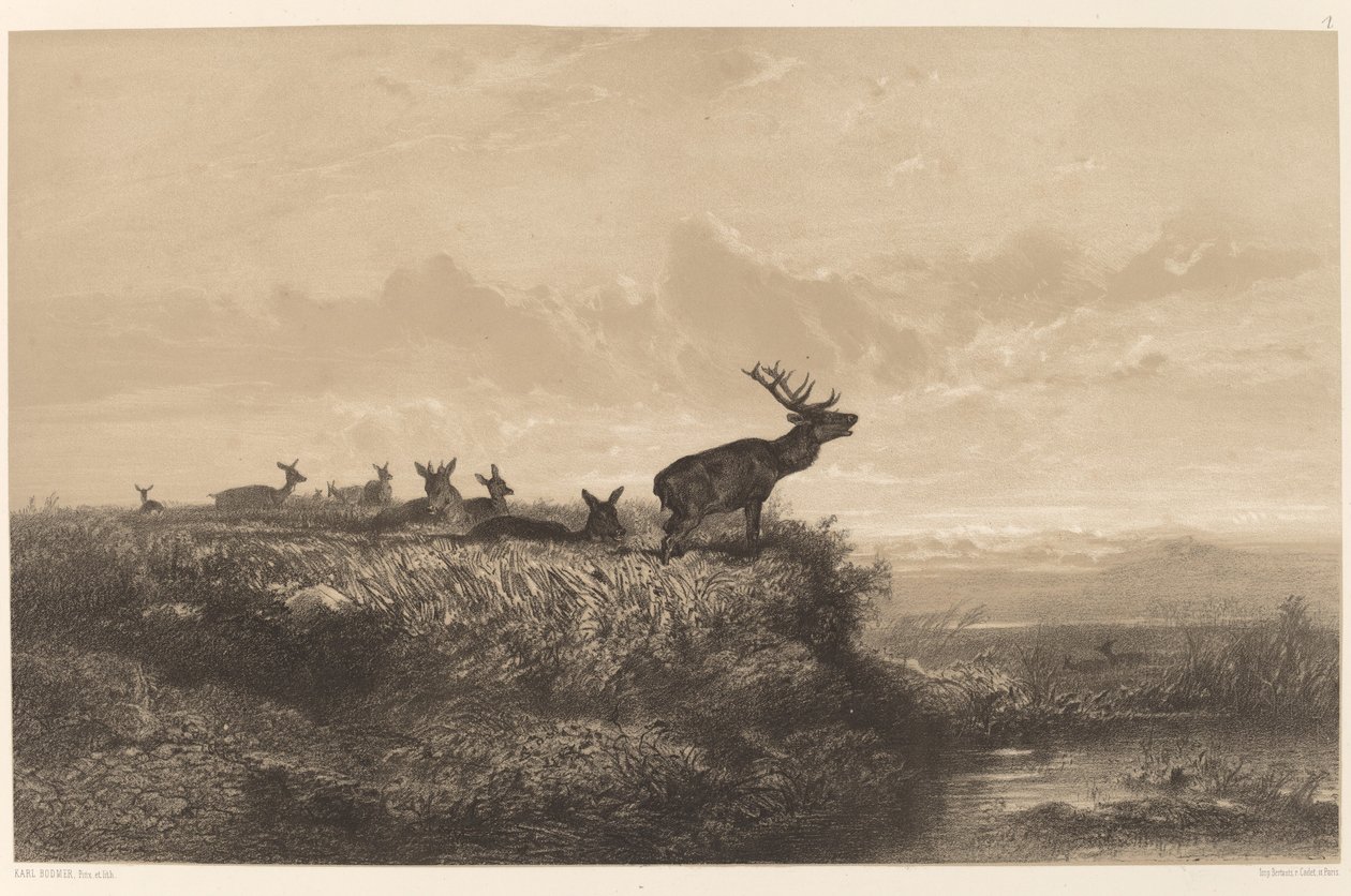 Il mattino. Cervo e cerve da Karl Bodmer