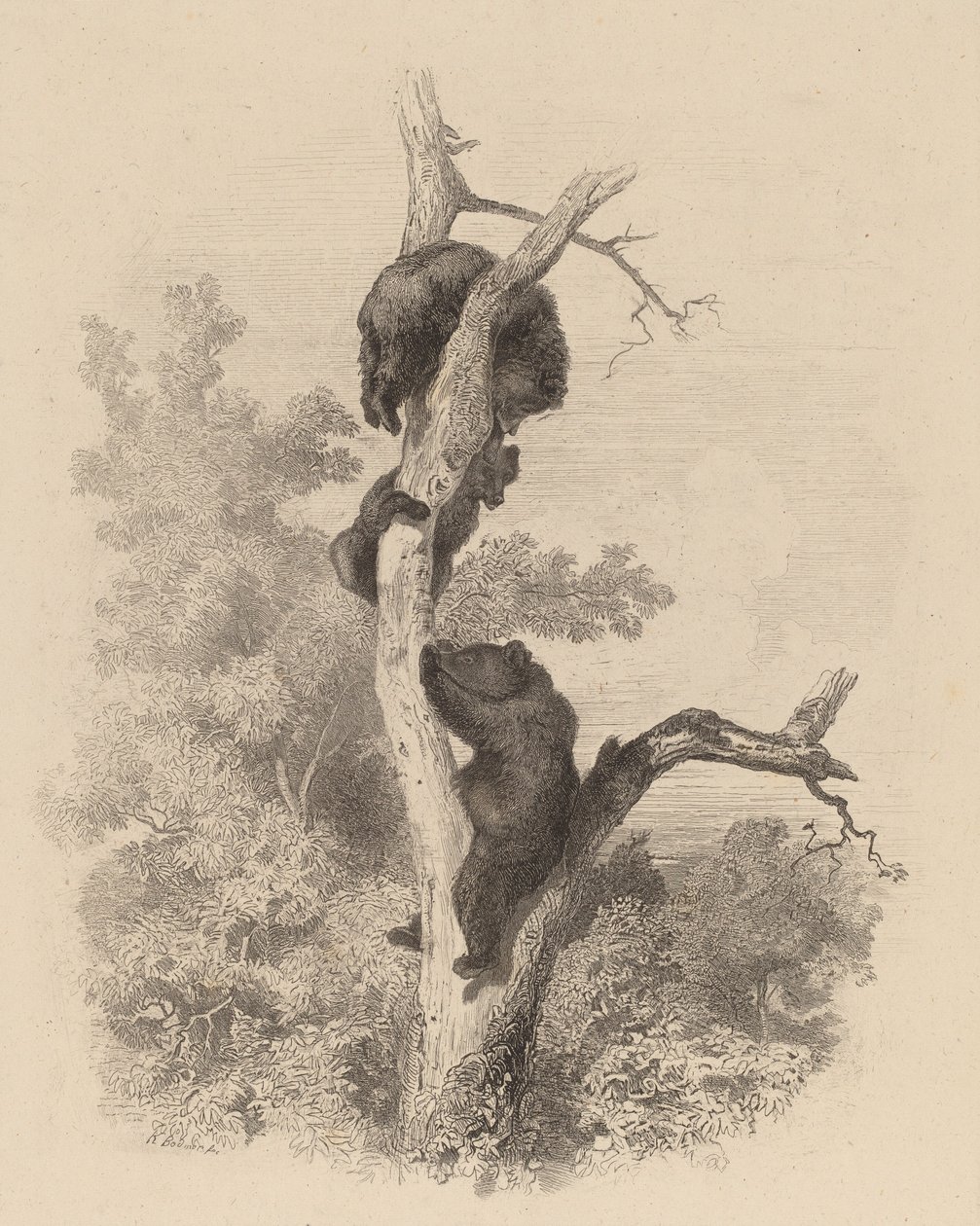 Les Ours, 1858-1874 da Karl Bodmer