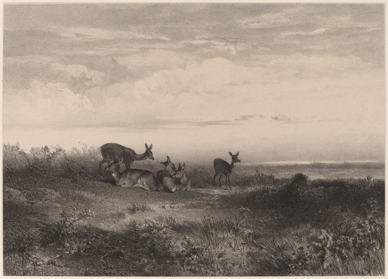 Les biches da Karl Bodmer