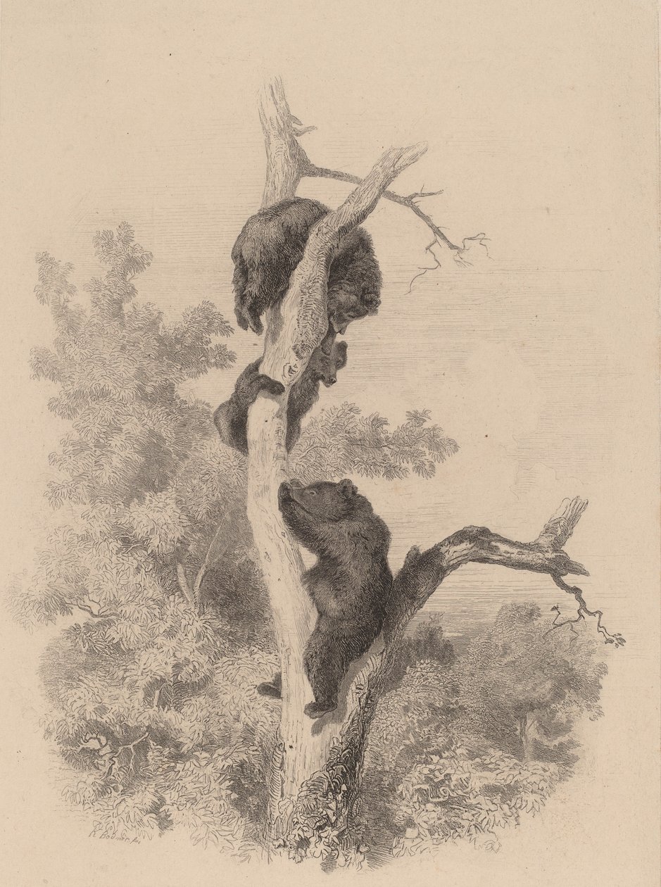 Gli orsi da Karl Bodmer