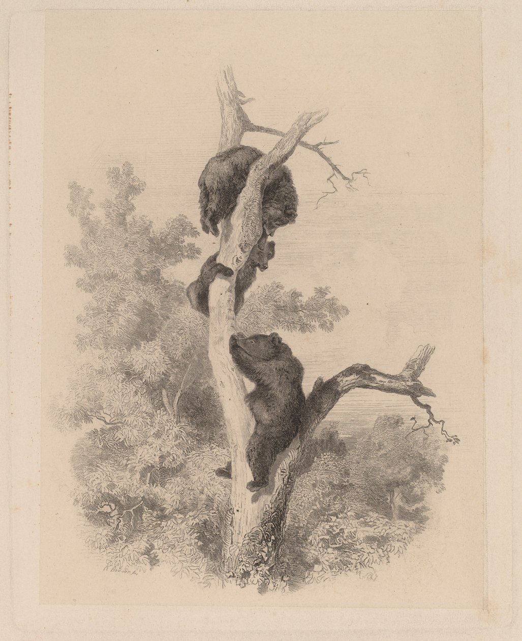 Gli orsi da Karl Bodmer
