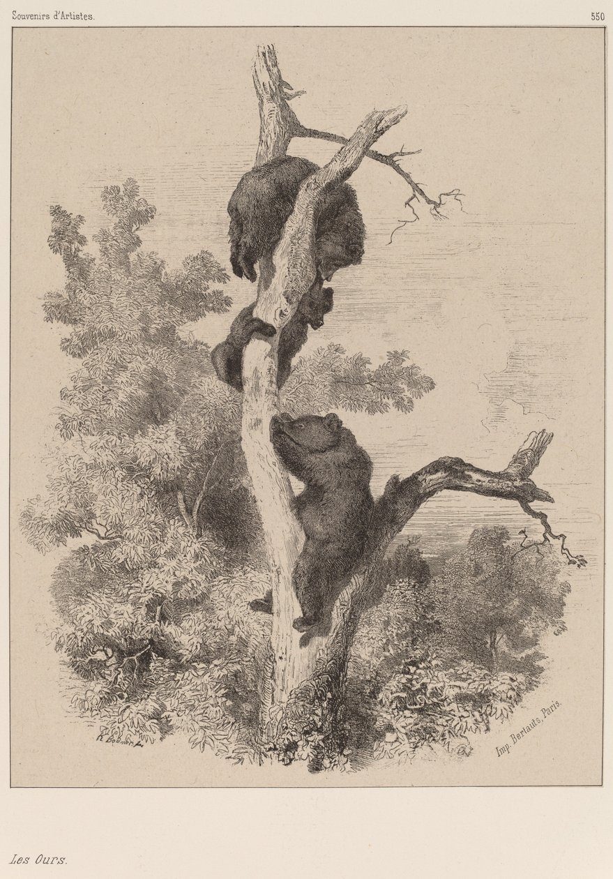 Gli orsi da Karl Bodmer