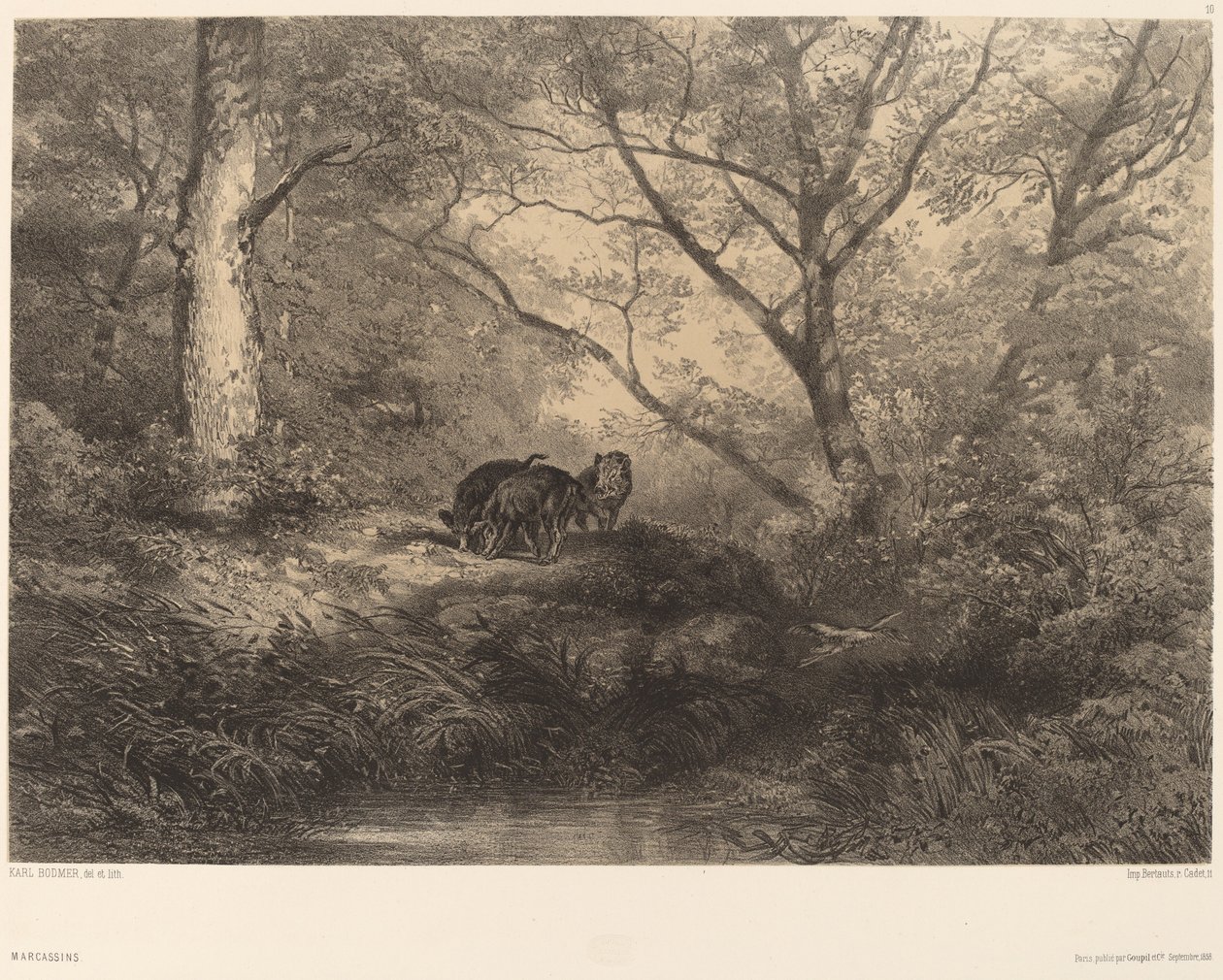 Cinghialetti da Karl Bodmer