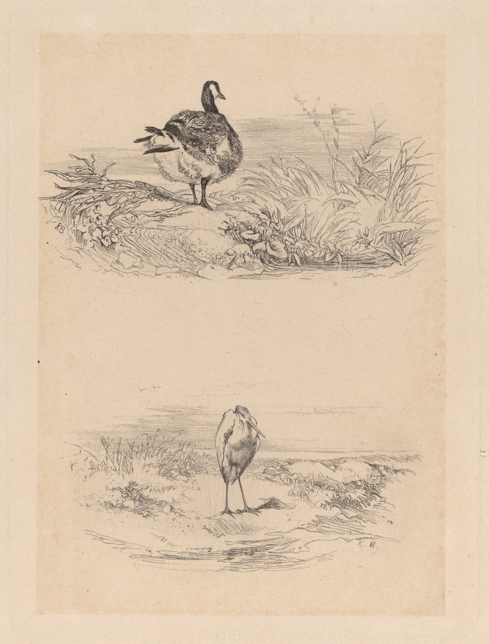 Oca, Airone da Karl Bodmer