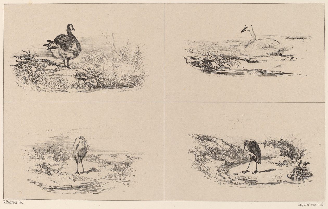 Oche, cigni, aironi da Karl Bodmer