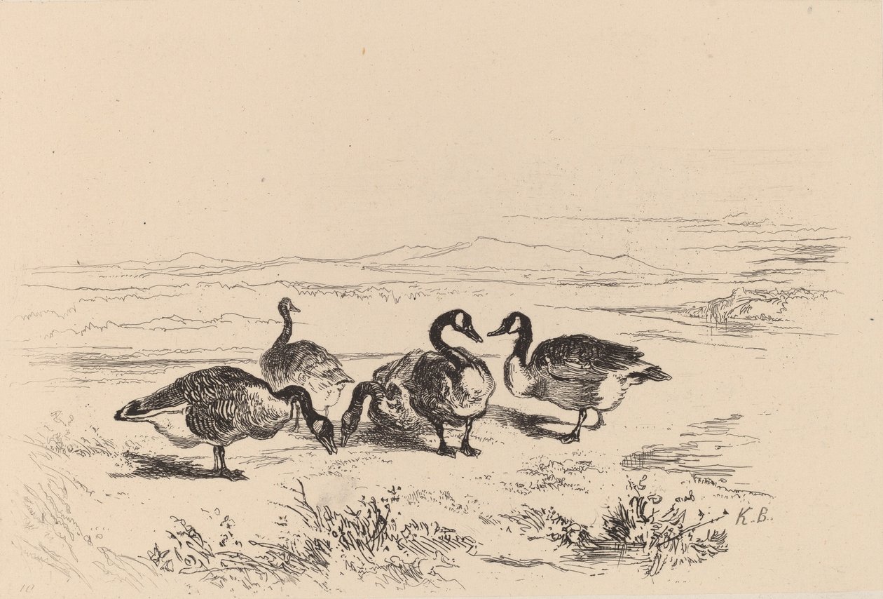 Oche bernacle da Karl Bodmer