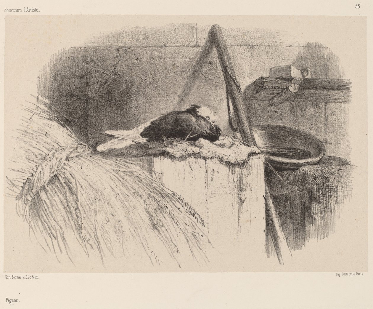 Piccione da Karl Bodmer