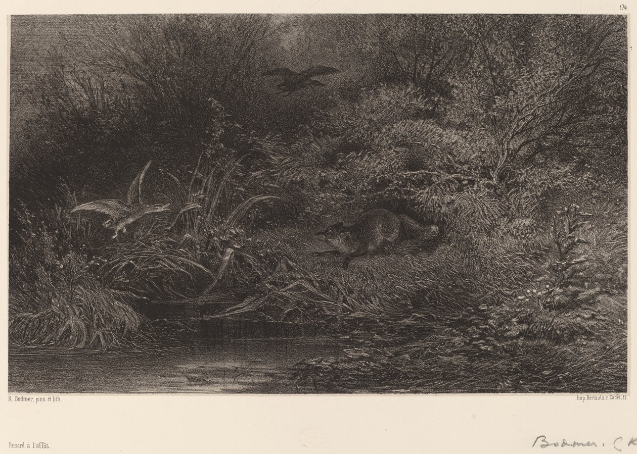 Volpe in Agguato da Karl Bodmer