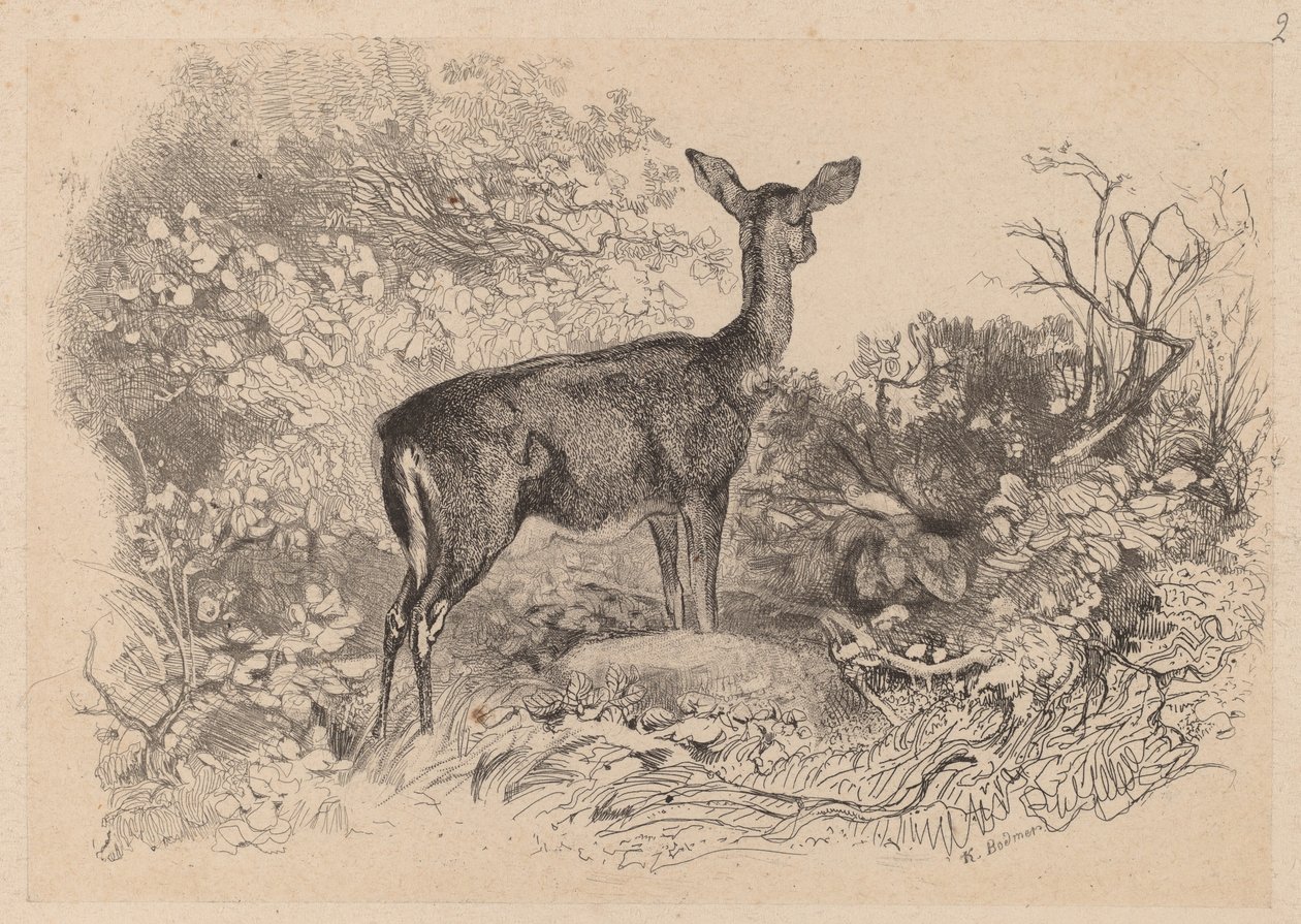 Una cerva da Karl Bodmer