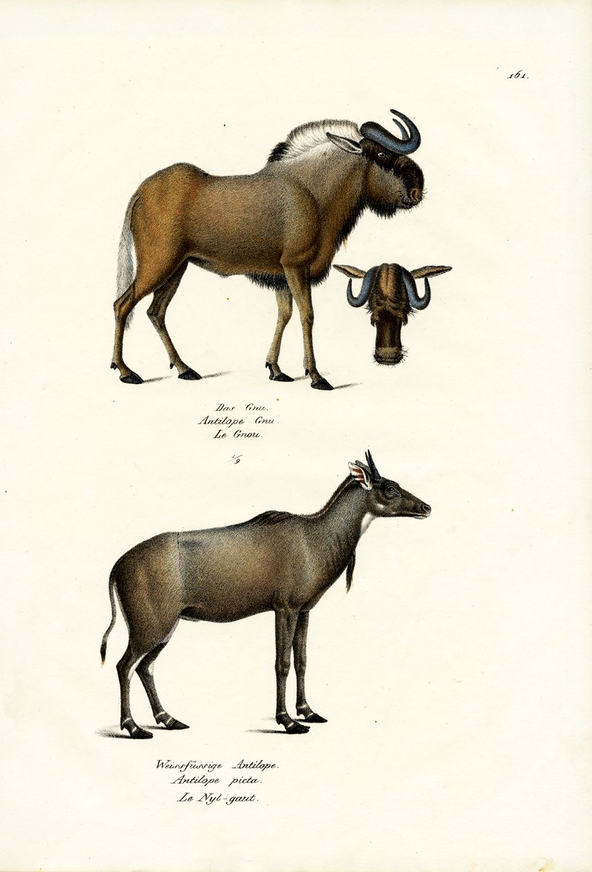 Alcefalo, 1824 da Karl Joseph Brodtmann