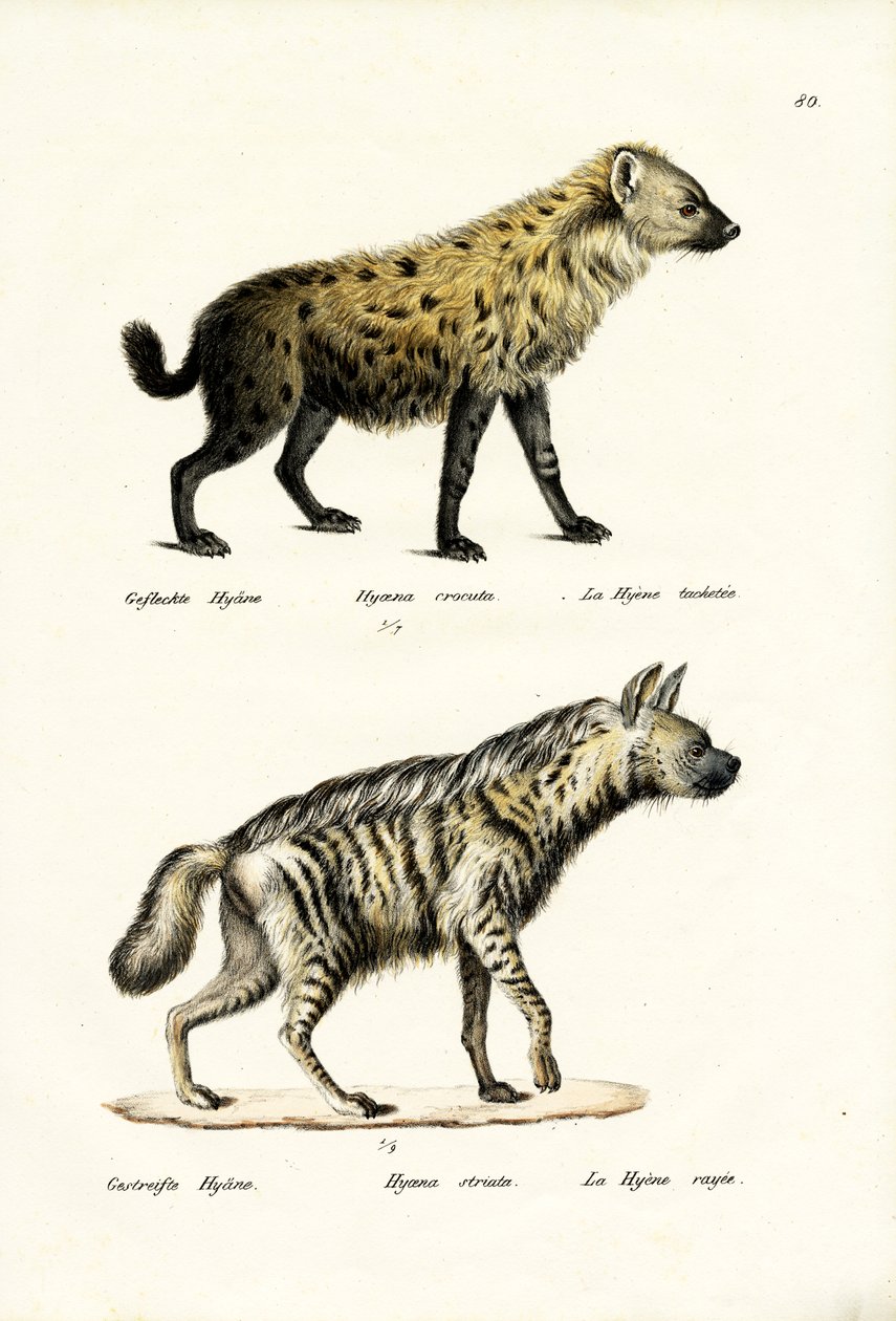Iena maculata, 1824 da Karl Joseph Brodtmann
