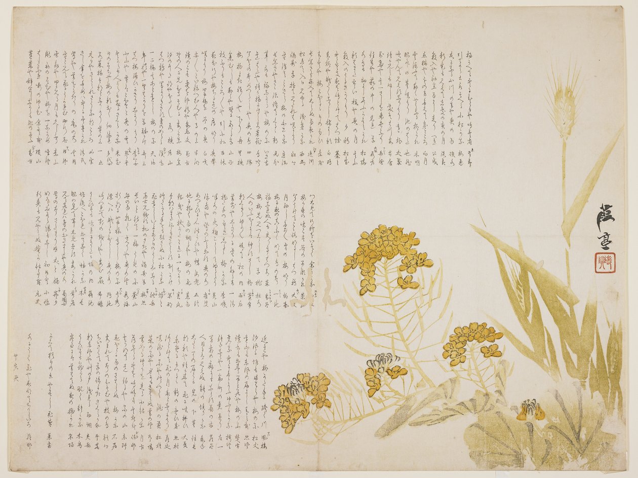 Fiori di colza e grano, 1854 da Katei