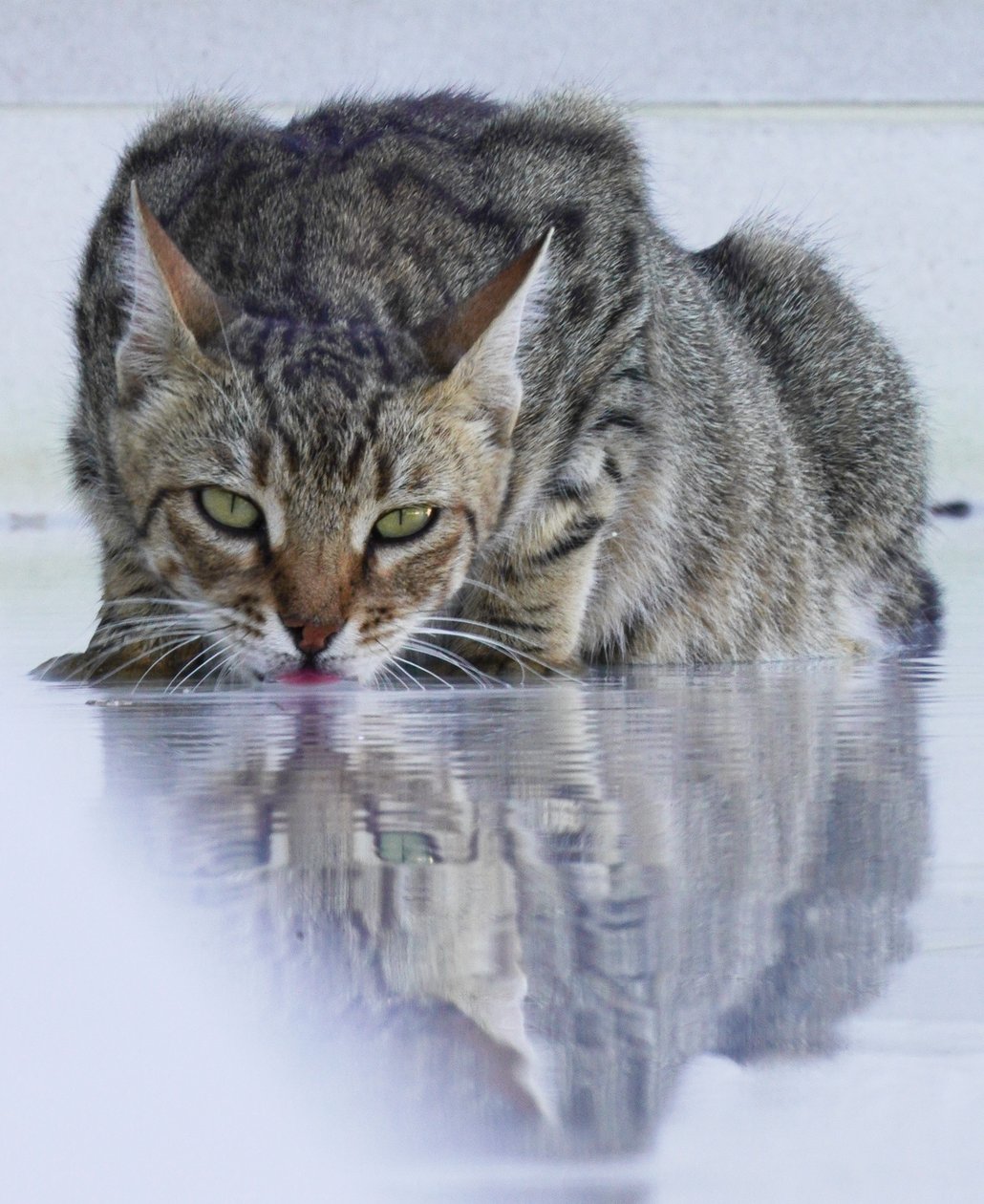 Cool Cat, 2022, fotografia da Katha Wood