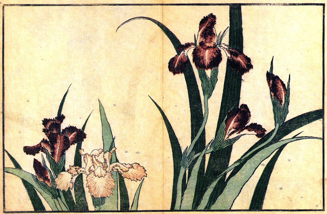 Iris da Katsushika Hokusai