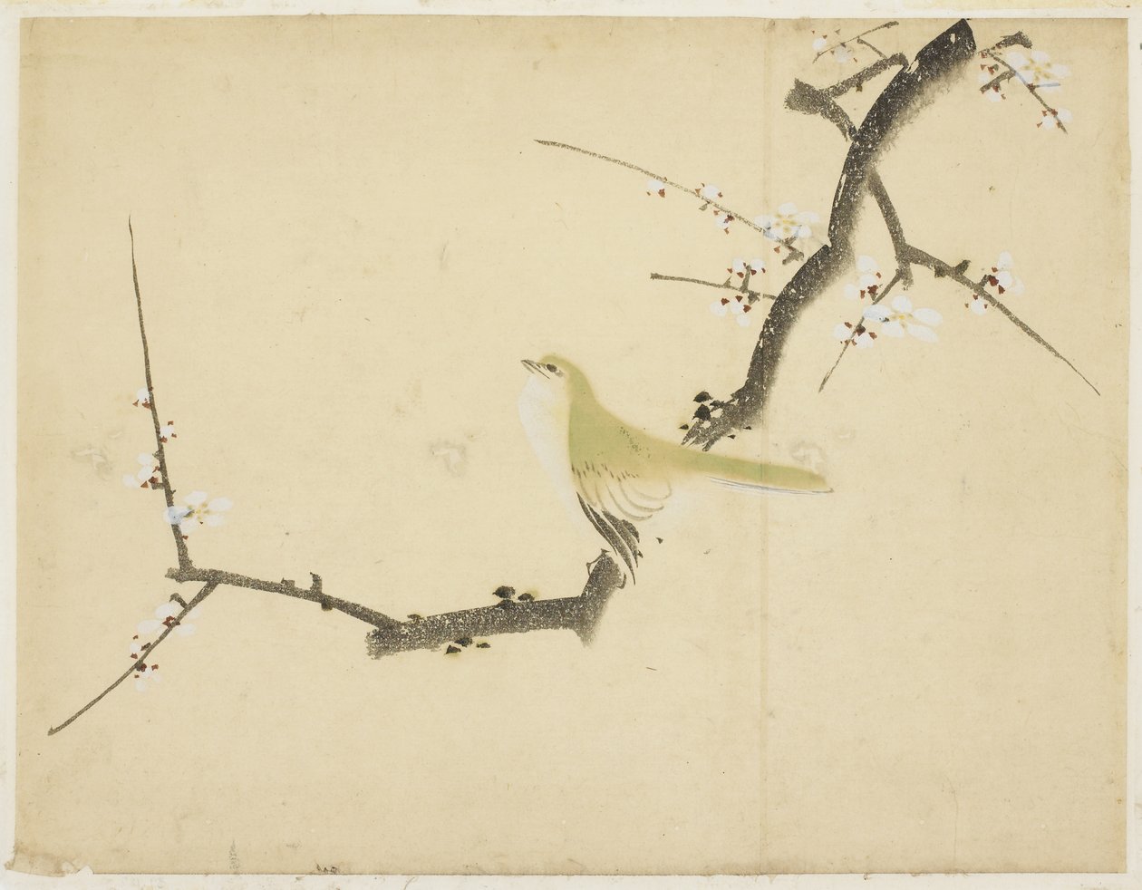 Usignolo su un ramo di prugna da Katsushika (school of) Hokusai