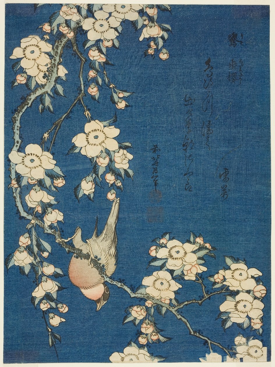 Ciuffolotto e ciliegio piangente (Uso, shidarezakura) da Katsushika Hokusai