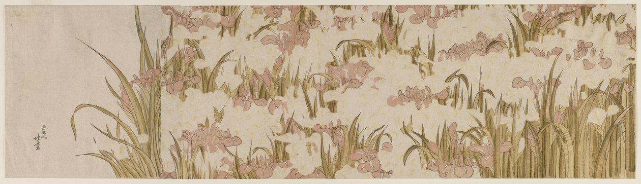 Iris Bianchi e Viola da Katsushika Hokusai