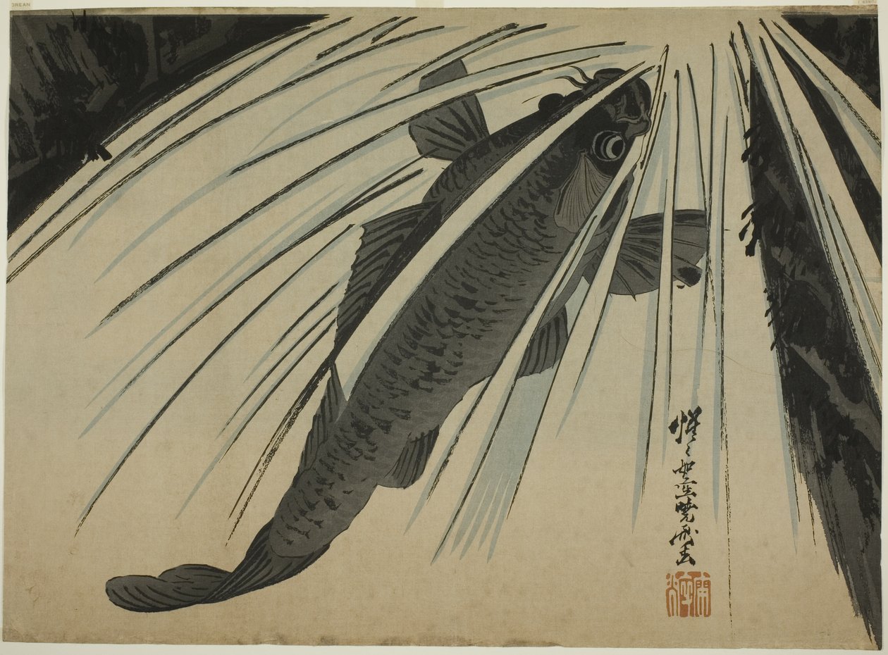 Carpa Cascata ascendente da Kawanabe Kyosai