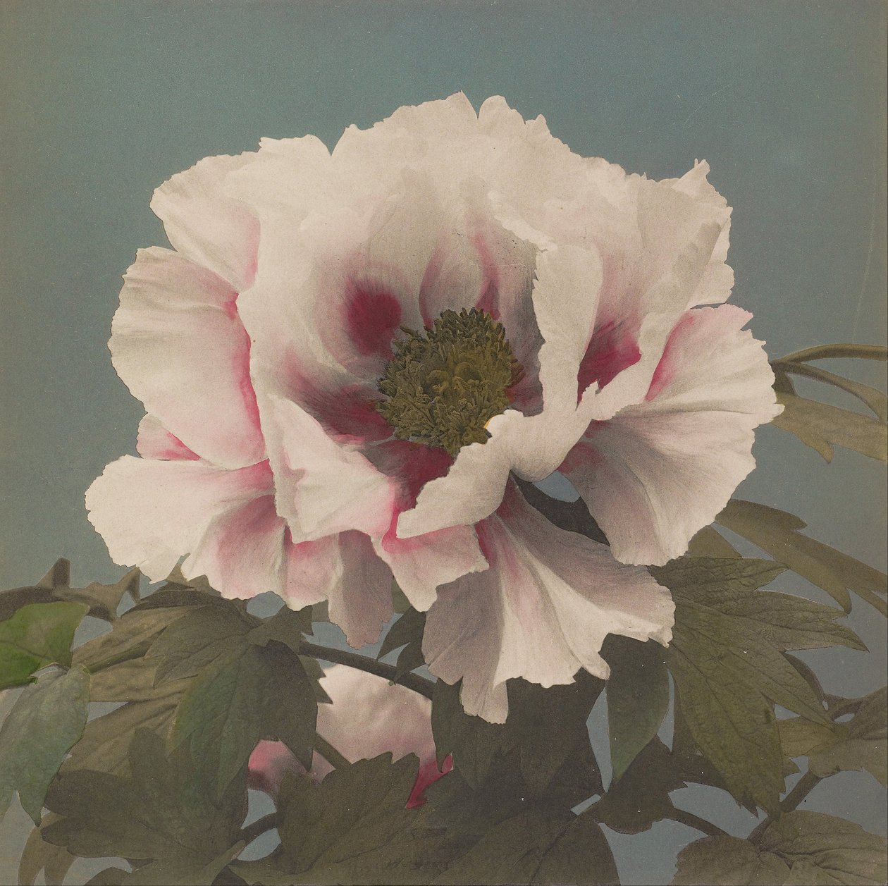 Peonia arborea da Kazumasa Ogawa