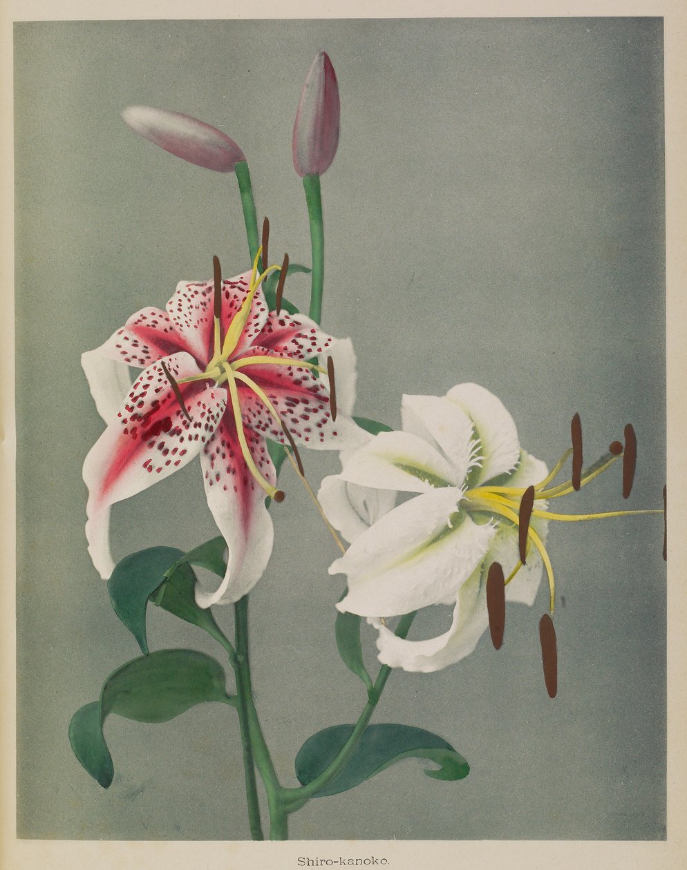 Giglio da Kazumasa Ogawa