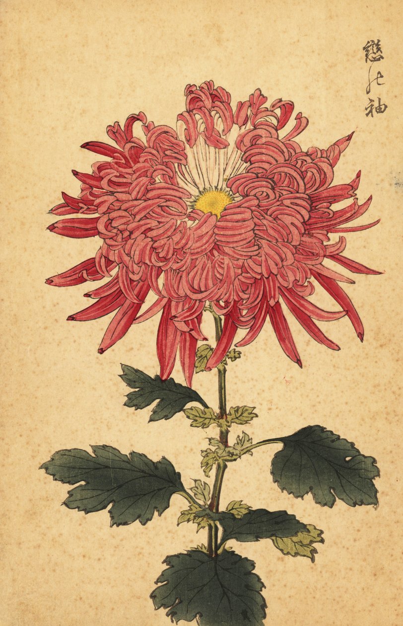 Crisantemo ibrido rosa piumato (incisione) da Keika Hasegawa